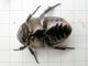 Protaetia_(Potosia)_cuprea cuprea (3).jpg