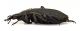 Comb0535_15jcr.jpg