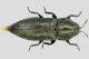 Aphanistichus.JPG