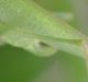 IMGP5751_Cricket_ovipositor.JPG