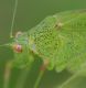 IMGP5754_Cricket_pronotum.JPG