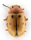 Comb0537_07jcr.jpg