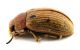 Comb0538_09jcr.jpg