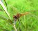 IMG_0774 - Copia.JPG