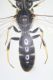H.maculatus07.jpg