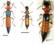 paederus_riparius_b[1].jpg