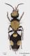 Dasylabria-atrata_Lampedusa.jpg
