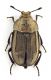 Comb0544_14jcr.jpg