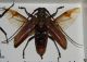 carabus gran interst3.jpg