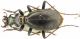 Platycarabus depressus bonellii.JPG