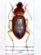 Calathus_Siculo copia.jpg