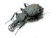 Cychrus tuberculatus 02.jpg