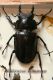 carabus gran interst4 001.jpg