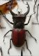 carabus gran interst4 002.jpg