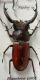 carabus gran interst4 003.jpg