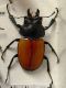 carabus gran interst4 004.jpg