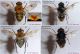 SYRPHIDAE mimant les Bourdons - Images global 1.jpg