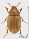 Phaleria_cadaverina_s.jpg