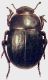Tenebrionidae.jpg