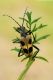 Pachyta-quadrimaculata---Passo-di-Cason-di-Lanza_DSC3249.jpg
