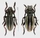 Iberodorcadion rid.jpg
