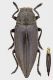 Chrysodema_elongata_Kei_X-2008_20mm_grey.jpg