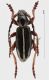 Dorcadion rid.jpg