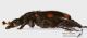 Nicrophorus_dydimus_det1.jpg