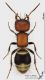 Myrmilla_caucasica_s.JPG