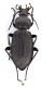 Comb0559_18jcr.jpg