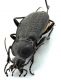 Comb0561_33jcr.jpg