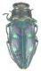 Col_Bup_Chrysobothris%20indica_[1].jpg