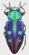 Chrysobothris_Sierra_Madre_isabela_VIII-2011_13mm_grey.jpg
