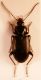 Agonum lugens 2.jpg