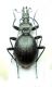 Cychrus semigranosus pindicus.jpg