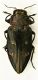 Chrysobotris affinis 01.VII.05.JPG