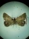 Odice arcuinna (Hubner, 1790) sp. 2 da confermare.JPG