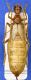 Vesperus luridus (Casalecchio) 02.IX.95.JPG
