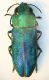 Anthaxia blu (Corno Scale) 09.VII.09.JPG