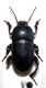 Leptokaria,9 mm.JPG
