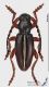 Dorcadion2_m_s.JPG