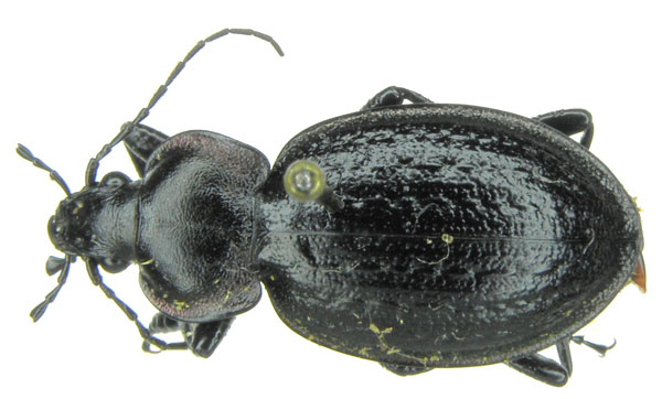 Eurycarabus famini cfr sabellai.JPG