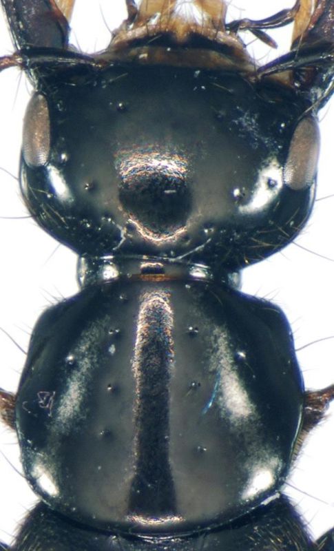 Ph. politus (Linné, 1758).jpg