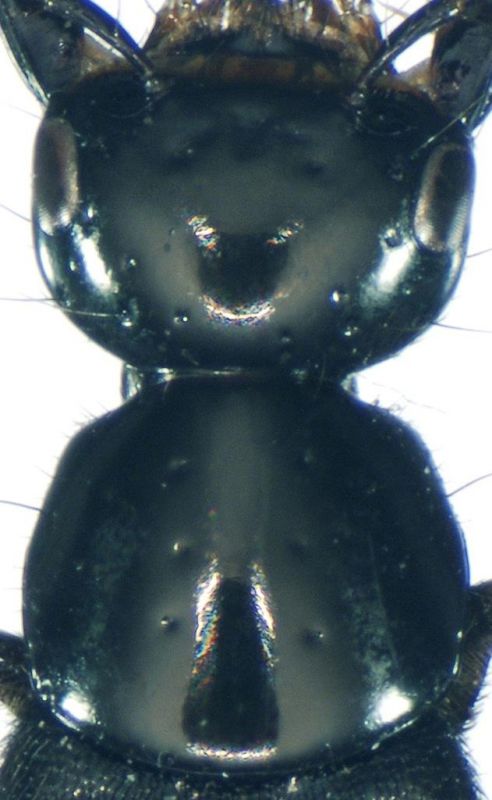 Ph. succicola Thomson, 1860.jpg