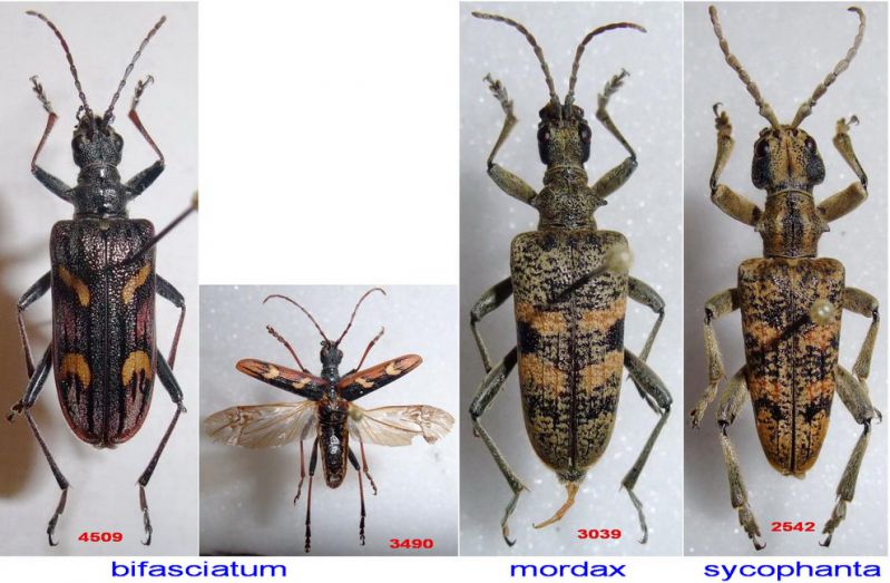 Rhagium 1.JPG