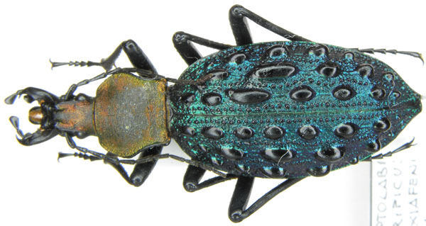 Coptolabrus szechwanensis xianfengensis Deuve & Li, 2008 - China, Hunan, Lichuan.JPG