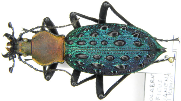 Coptolabrus szechwanensis huayuanensis Deuve & Li, 2008 - China, Hunan, Jishou.JPG