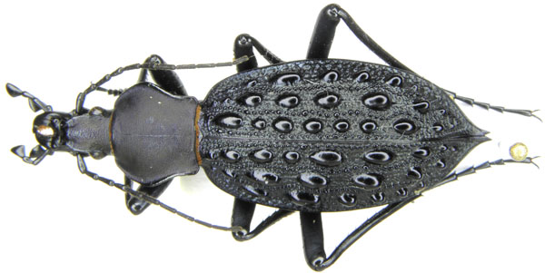 Coptolabrus szechwanensis mirandior Deuve, 1993 - China, N Yunnan.JPG