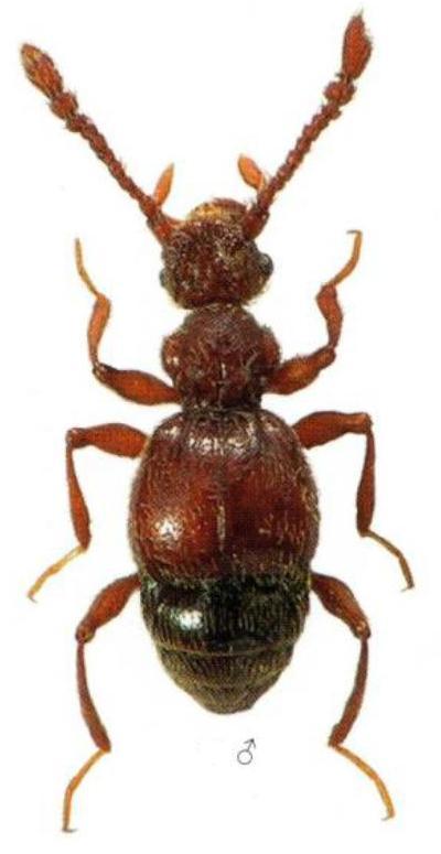 Batrisodes venustus (Reichenbach, 1816).jpg