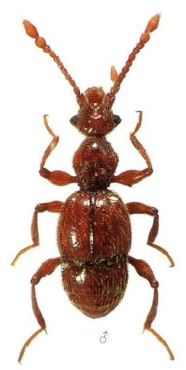 Batrisodes oculatus (Aubé, 1833).jpg